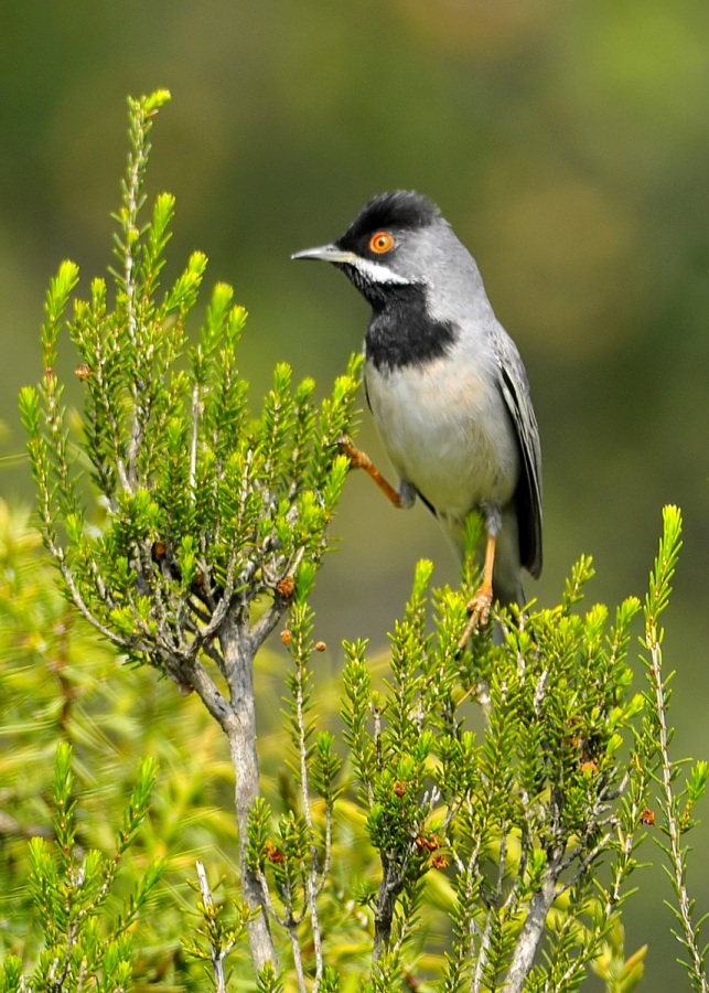 Karaboğazlı ötleğen