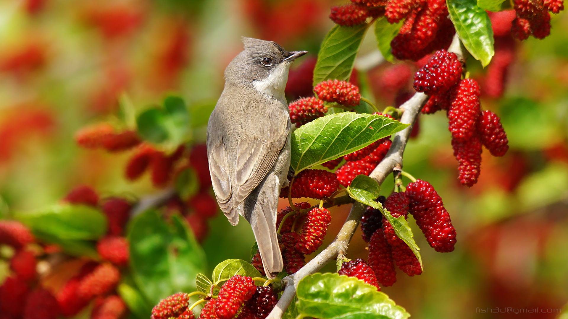 Küçük akgerdanlı ötleğen » Lesser Whitethroat » Sylvia curruca