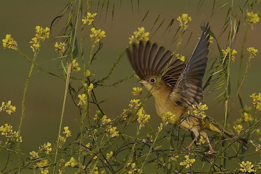Karabaşlı kirazkuşu