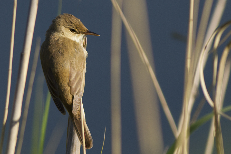 Büyük kamışçın