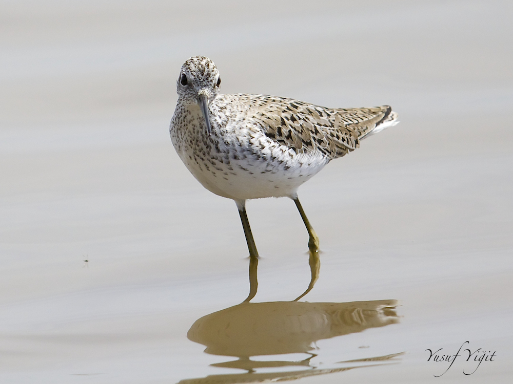 Bataklık düdükçünü