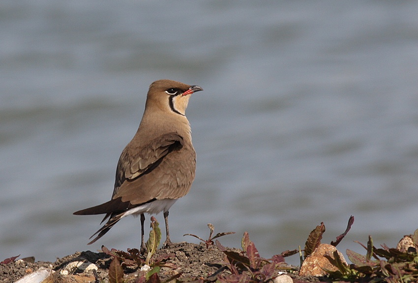 Bataklıkkırlangıcı