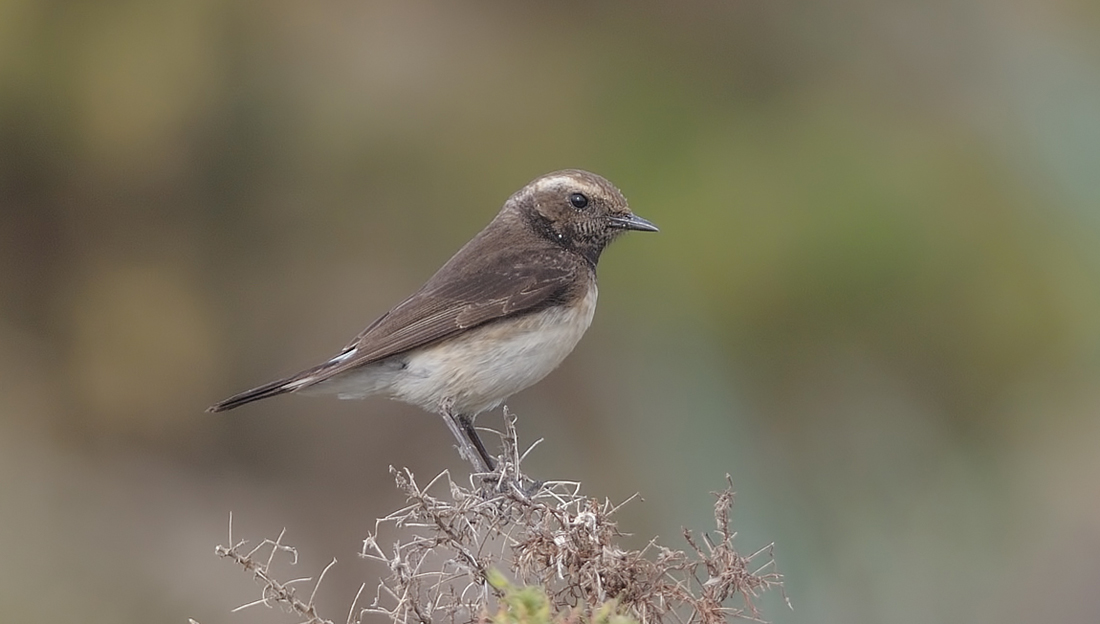 Kıbrıs kuyrukkakanı