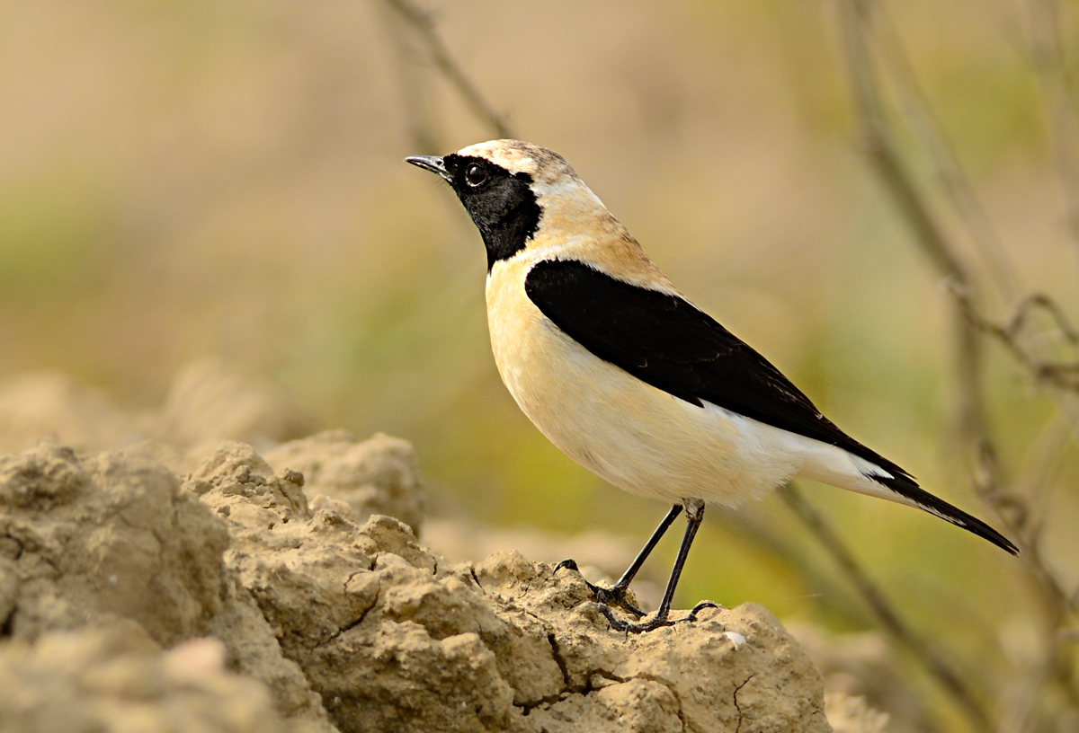 Karakulaklı kuyrukkakan