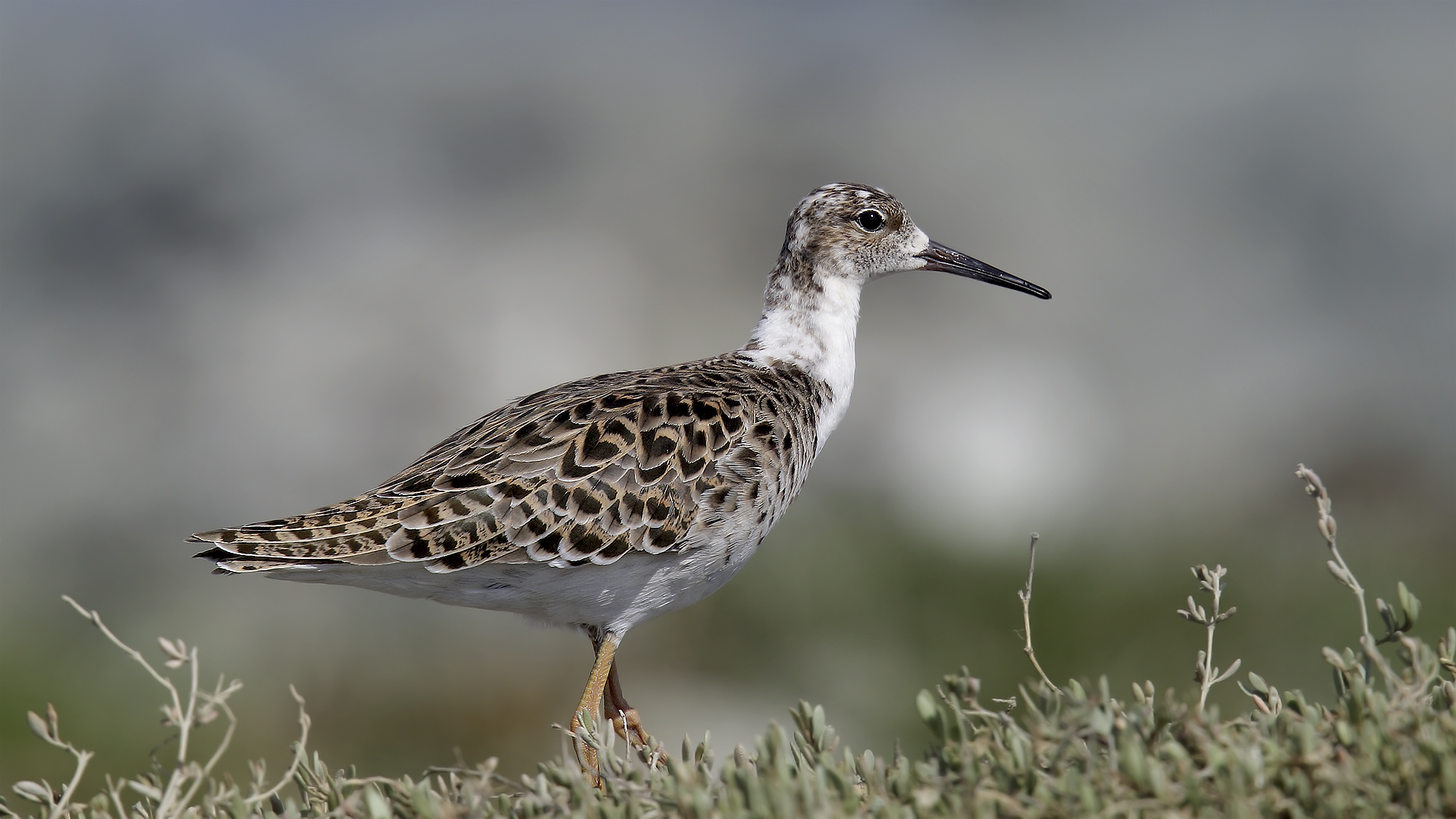 Dövüşkenkuş » Ruff » Calidris pugnax