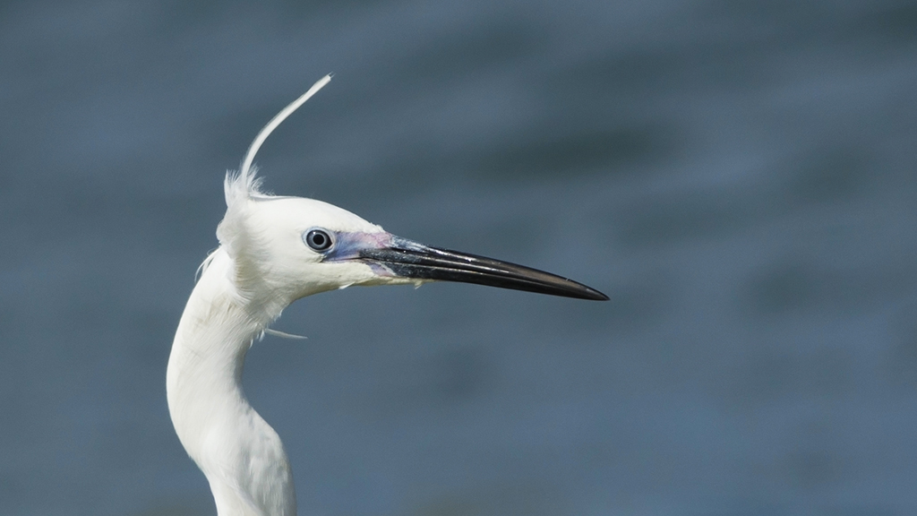 Küçük ak balıkçıl