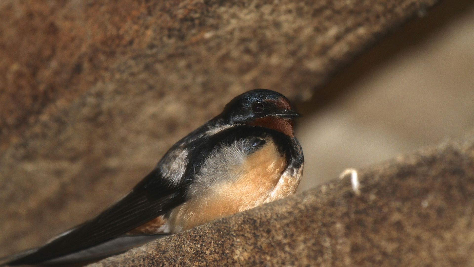 Kır kırlangıcı » Barn Swallow » Hirundo rustica