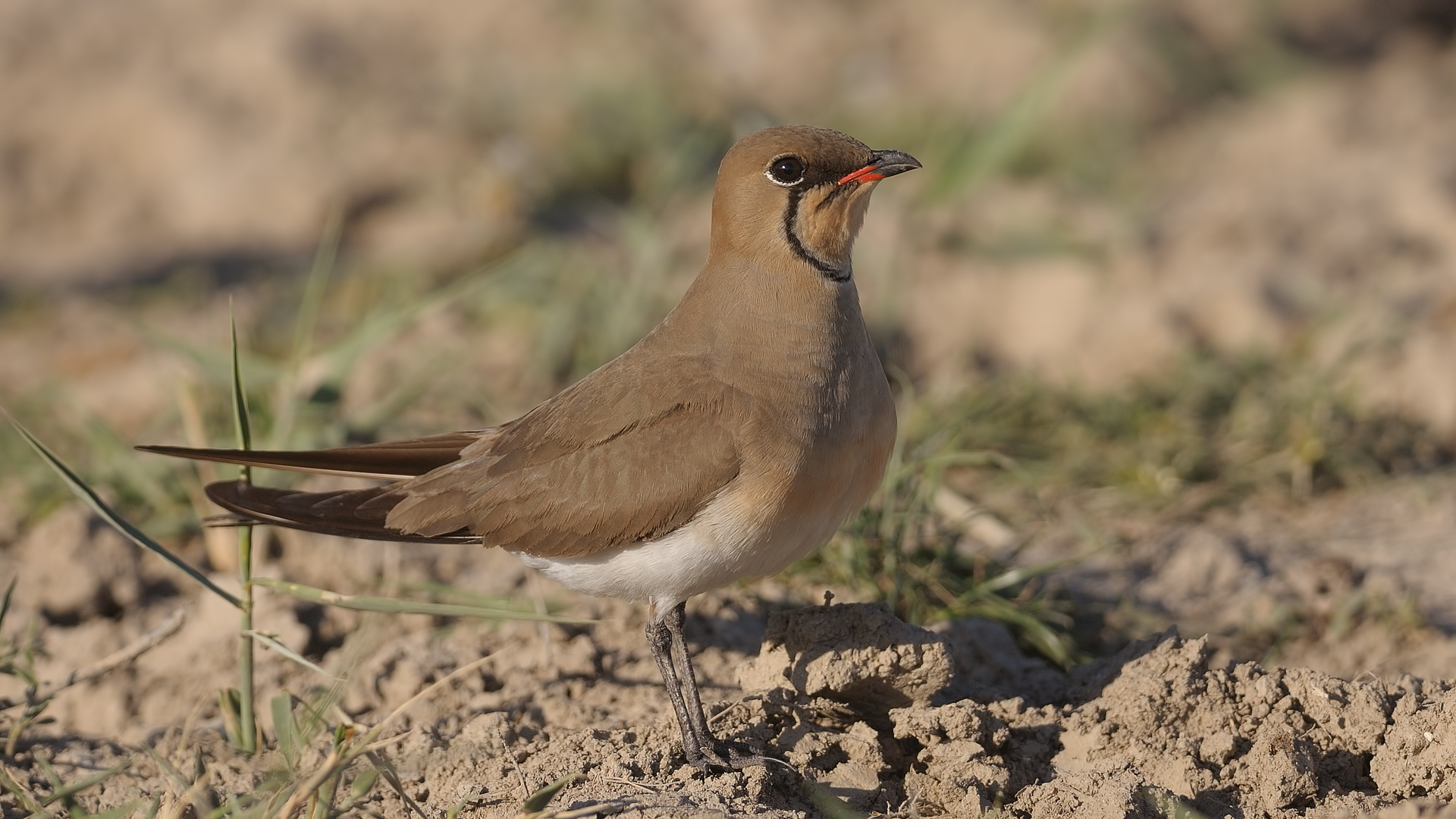 Bataklıkkırlangıcı