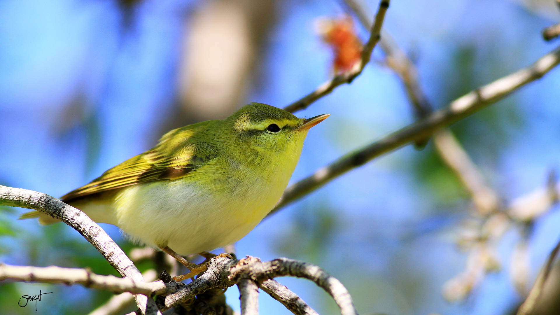 Orman çıvgını » Wood Warbler » Phylloscopus sibilatrix