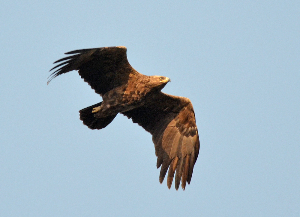 Küçük orman kartalı