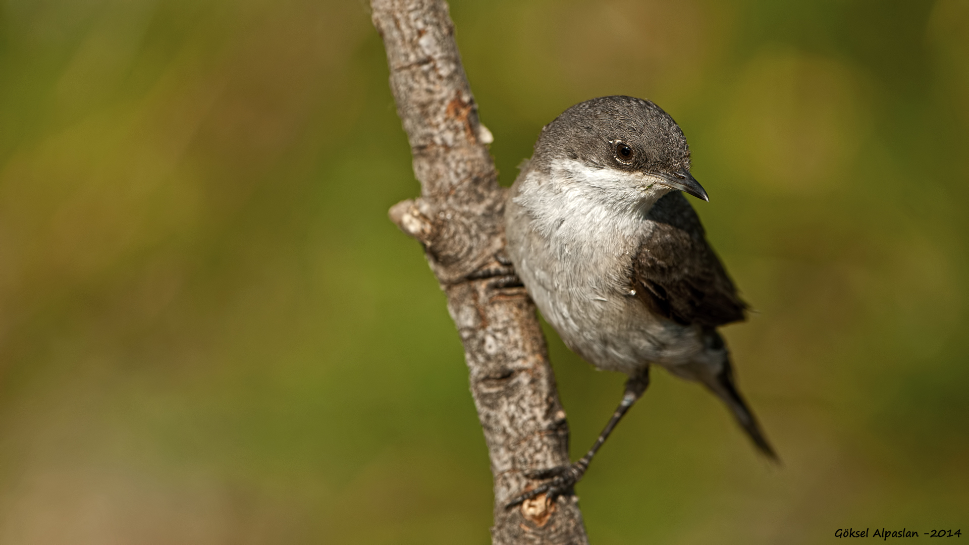 Küçük akgerdanlı ötleğen