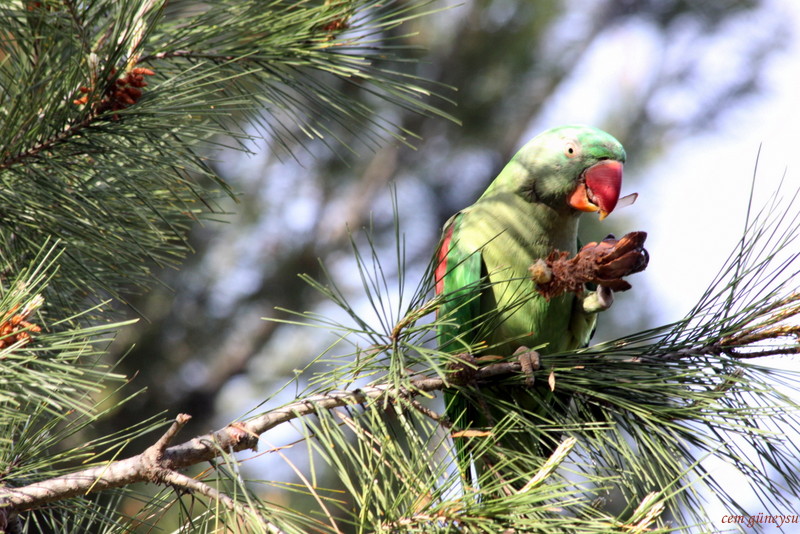 İskender papağanı