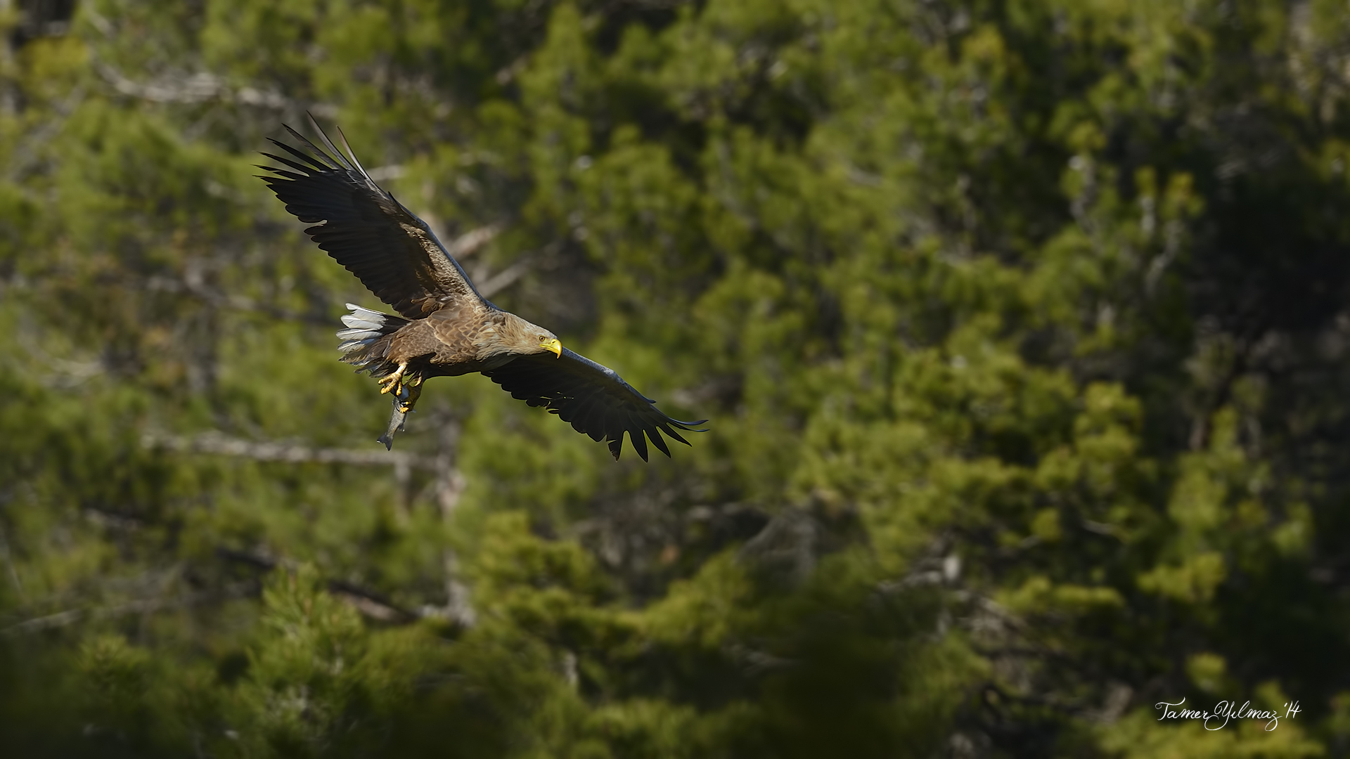 Akkuyruklu kartal » White-tailed Eagle » Haliaeetus albicilla