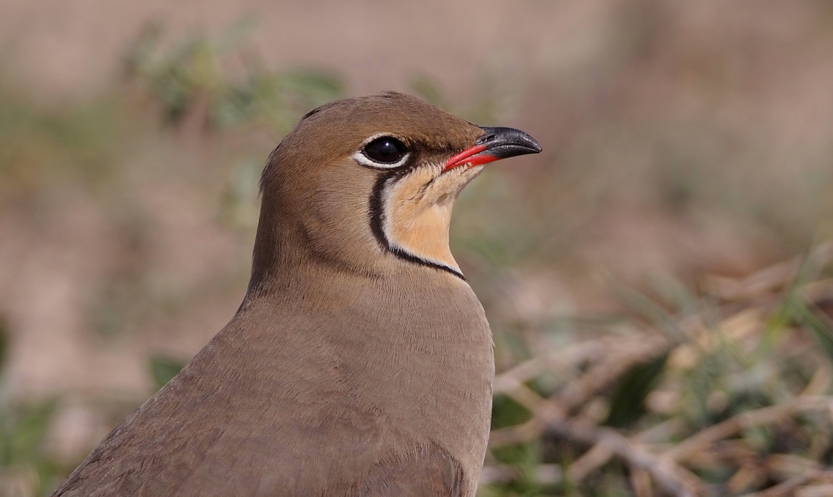 Bataklıkkırlangıcı