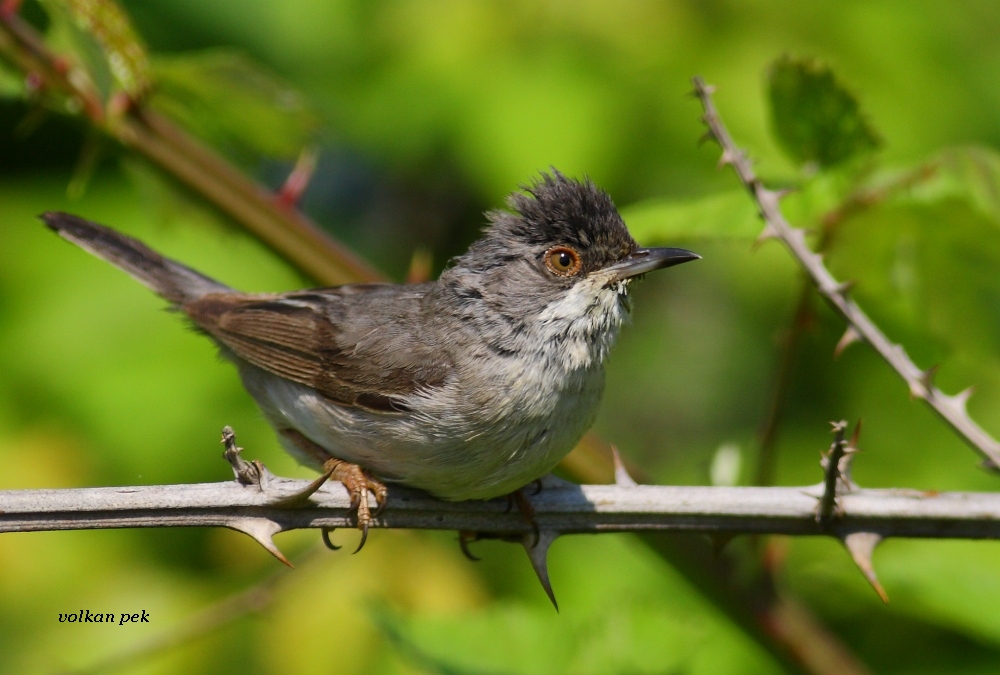 Karaboğazlı ötleğen