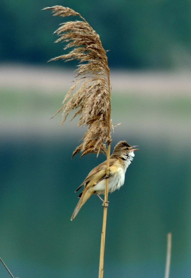 Büyük kamışçın