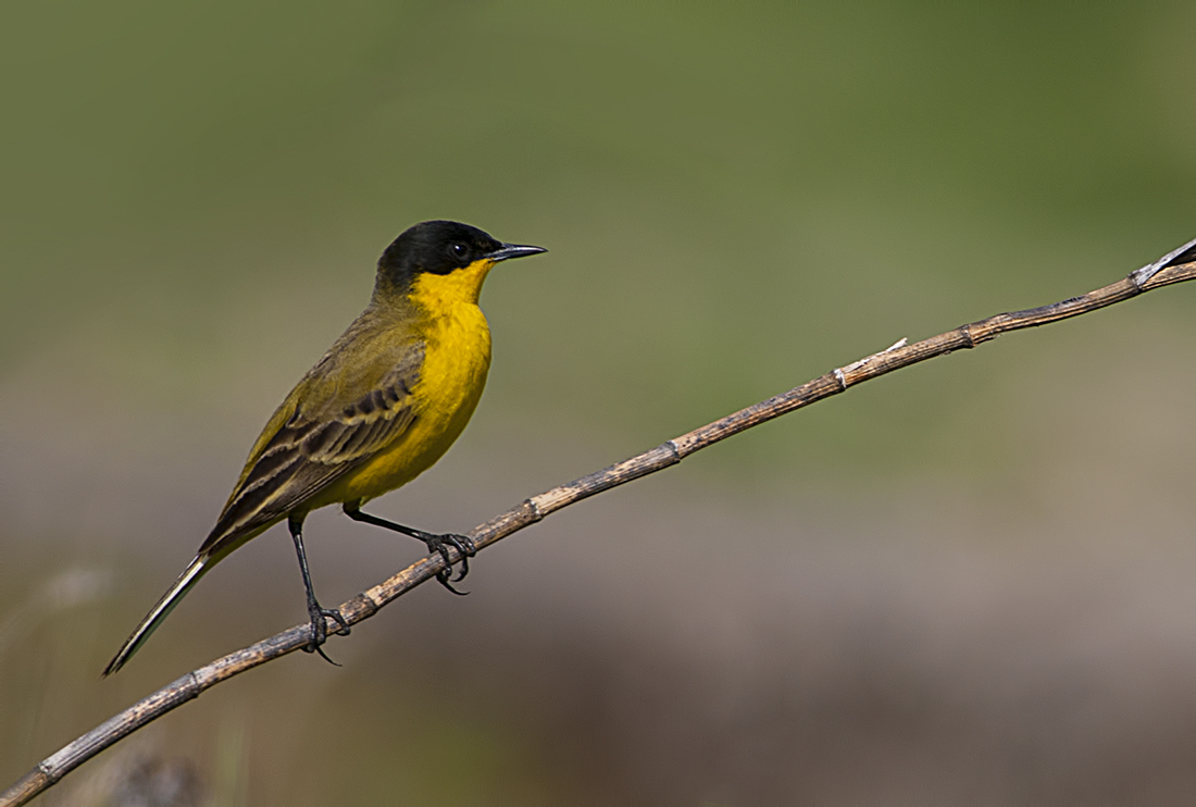 Sarı kuyruksallayan