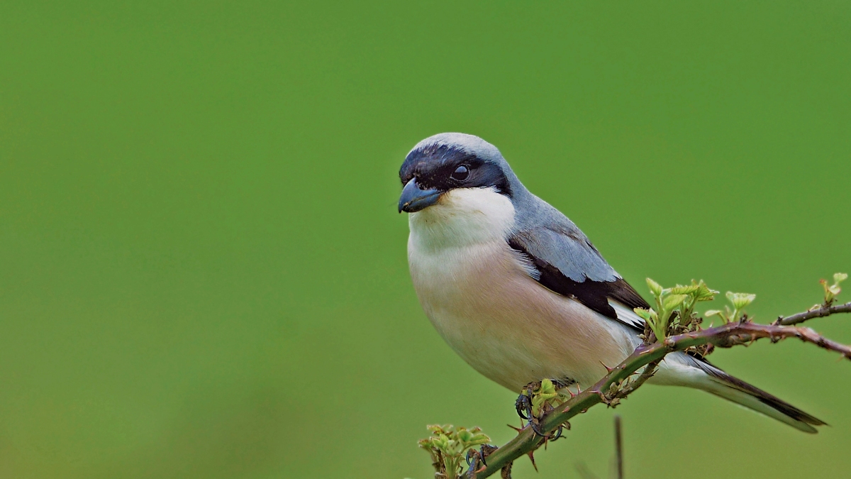 Karaalınlı örümcekkuşu