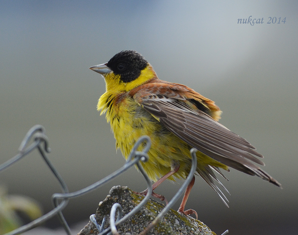 Karabaşlı kirazkuşu