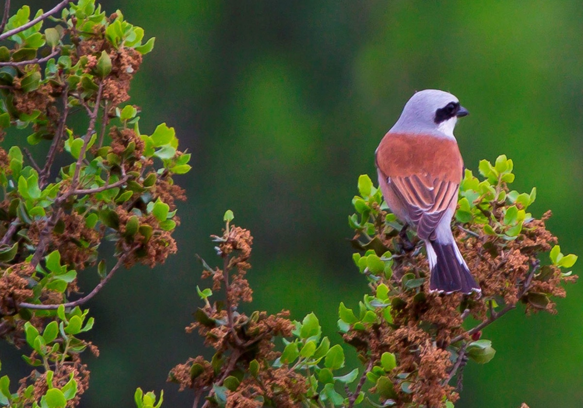 Kızılsırtlı örümcekkuşu