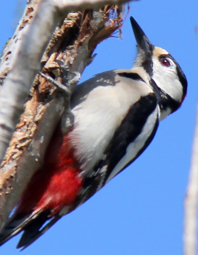 Orman alaca ağaçkakanı