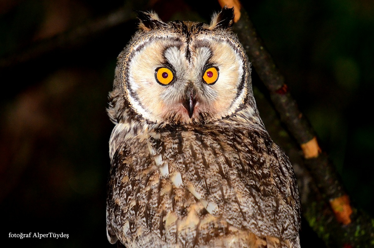 Kulaklı orman baykuşu