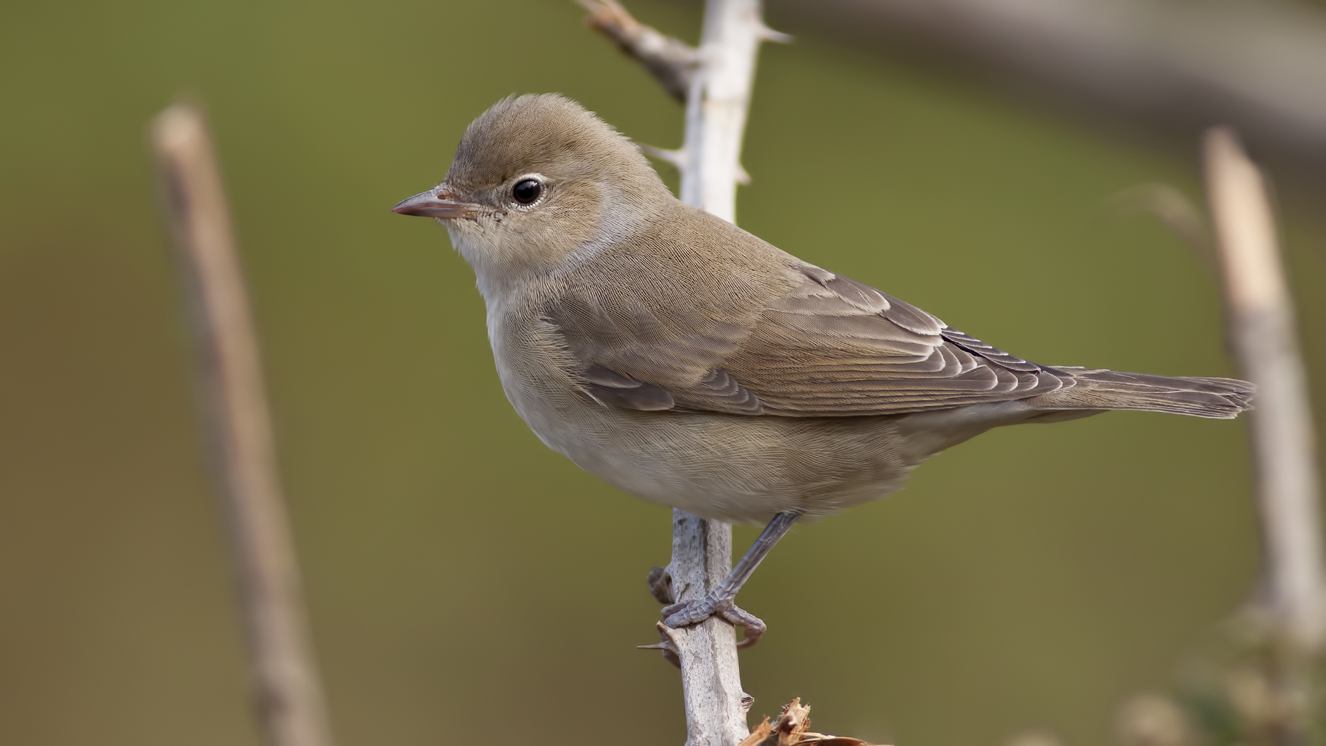 Boz ötleğen » Garden Warbler » Sylvia borin