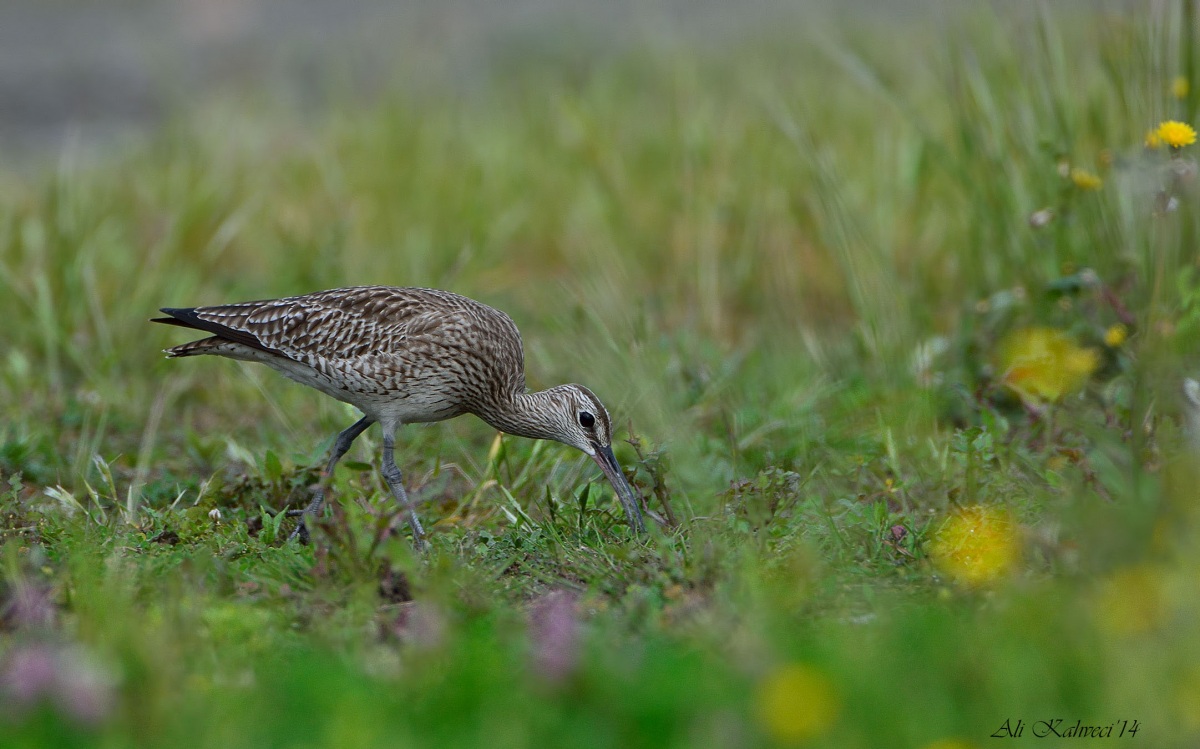Sürmeli kervançulluğu