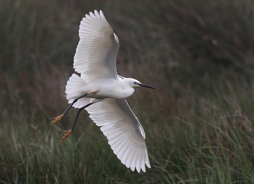 Küçük ak balıkçıl