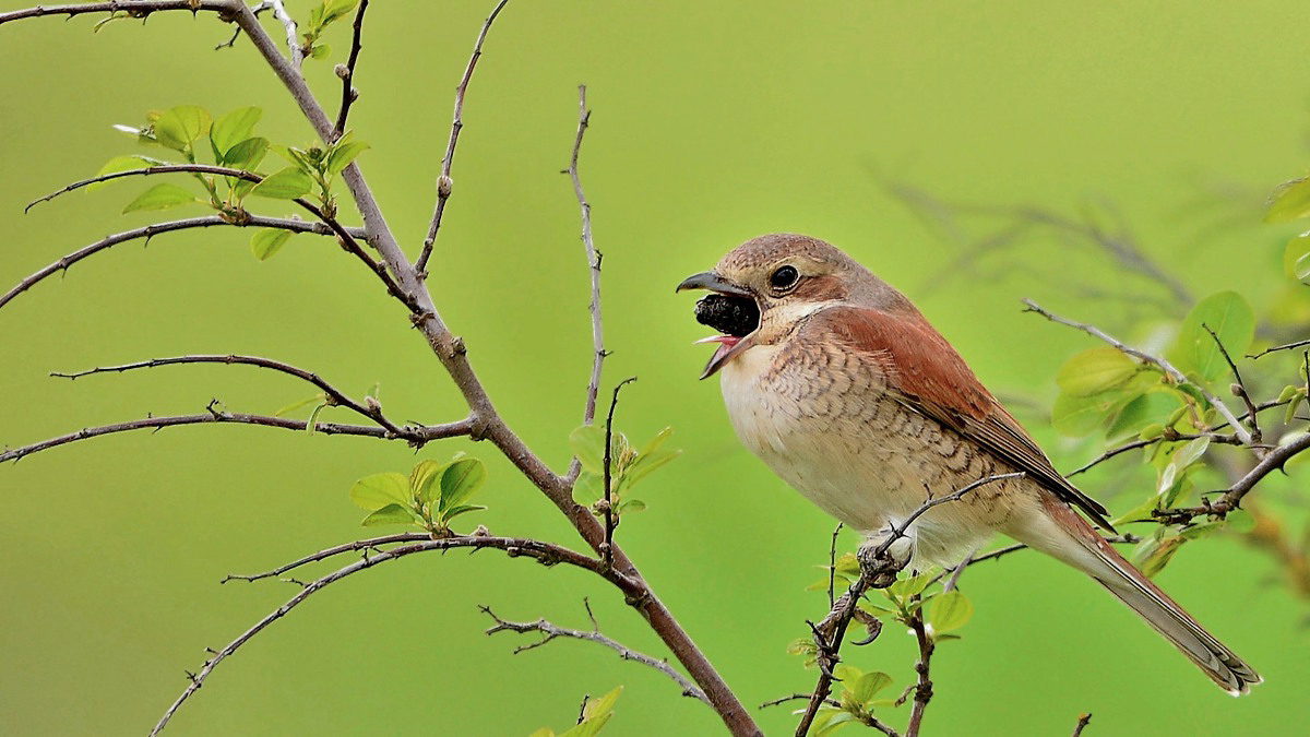 Kızılsırtlı örümcekkuşu