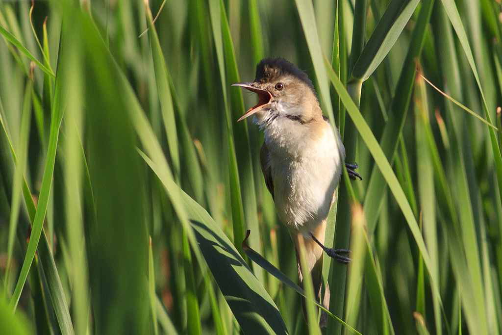 Büyük kamışçın