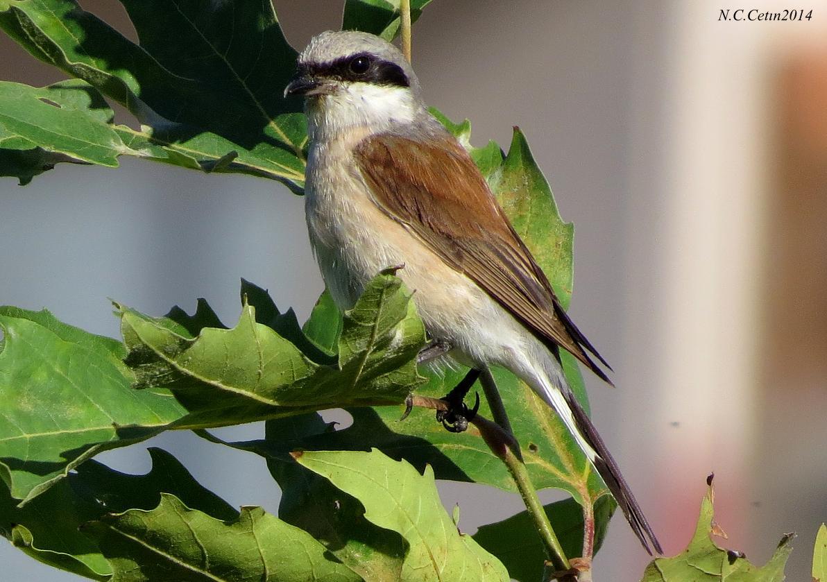 Kızılsırtlı örümcekkuşu