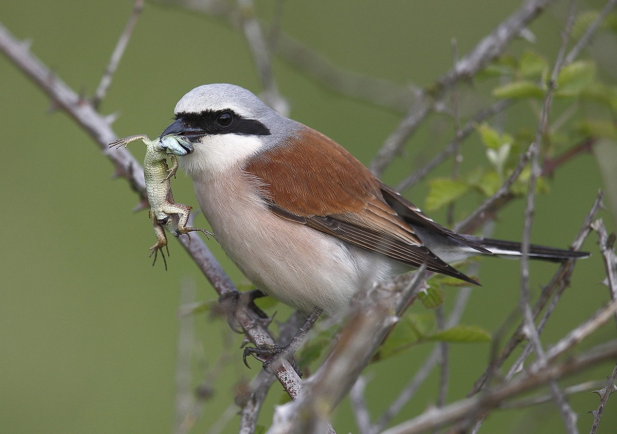 Kızılsırtlı örümcekkuşu