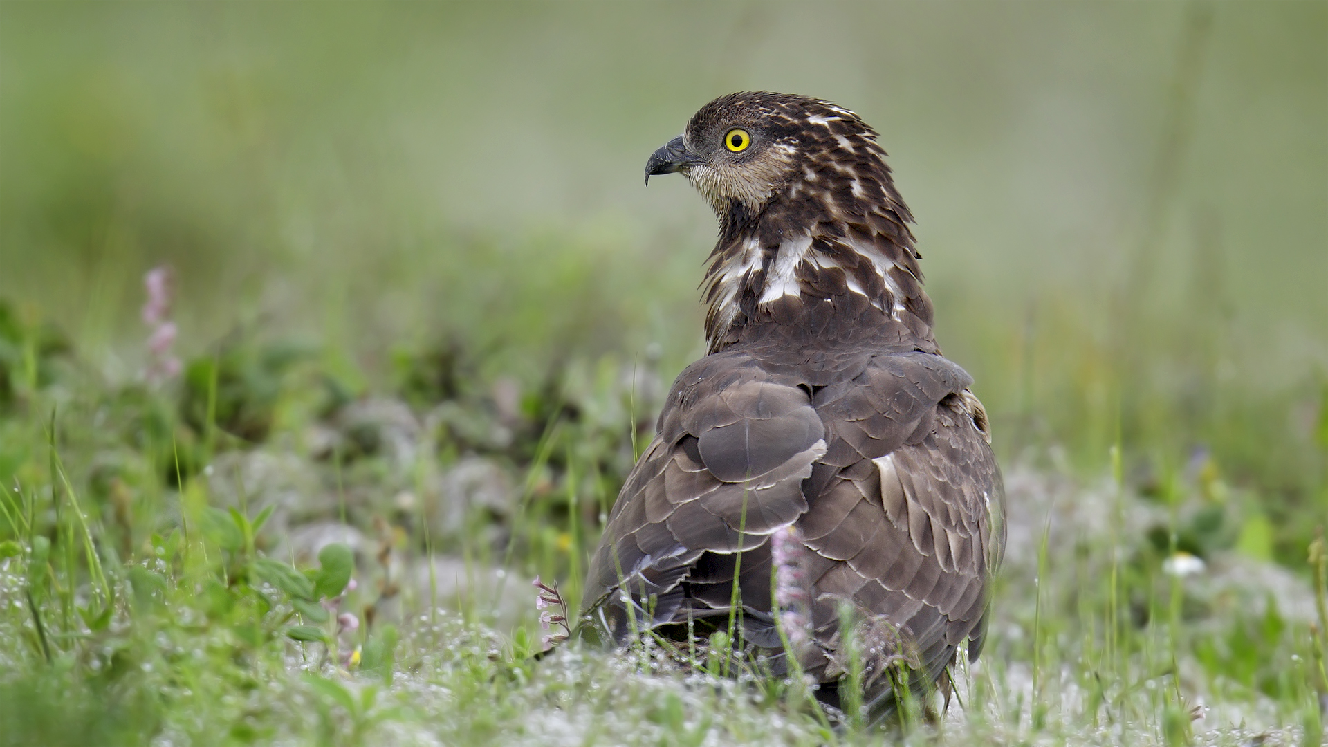 Arı şahini » European Honey Buzzard » Pernis apivorus
