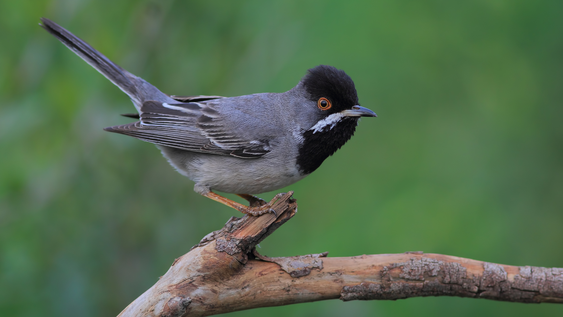 Karaboğazlı ötleğen