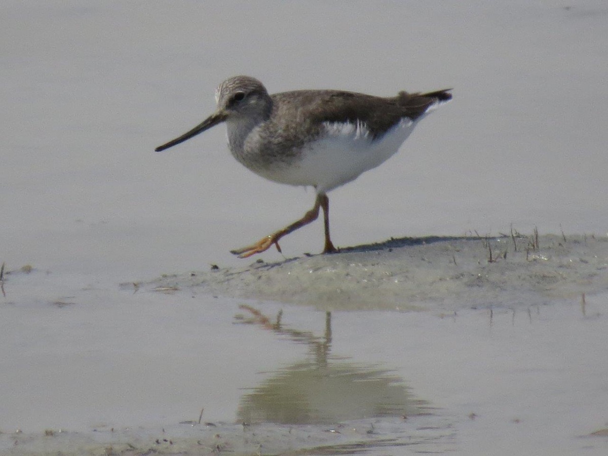 Terek düdükçünü