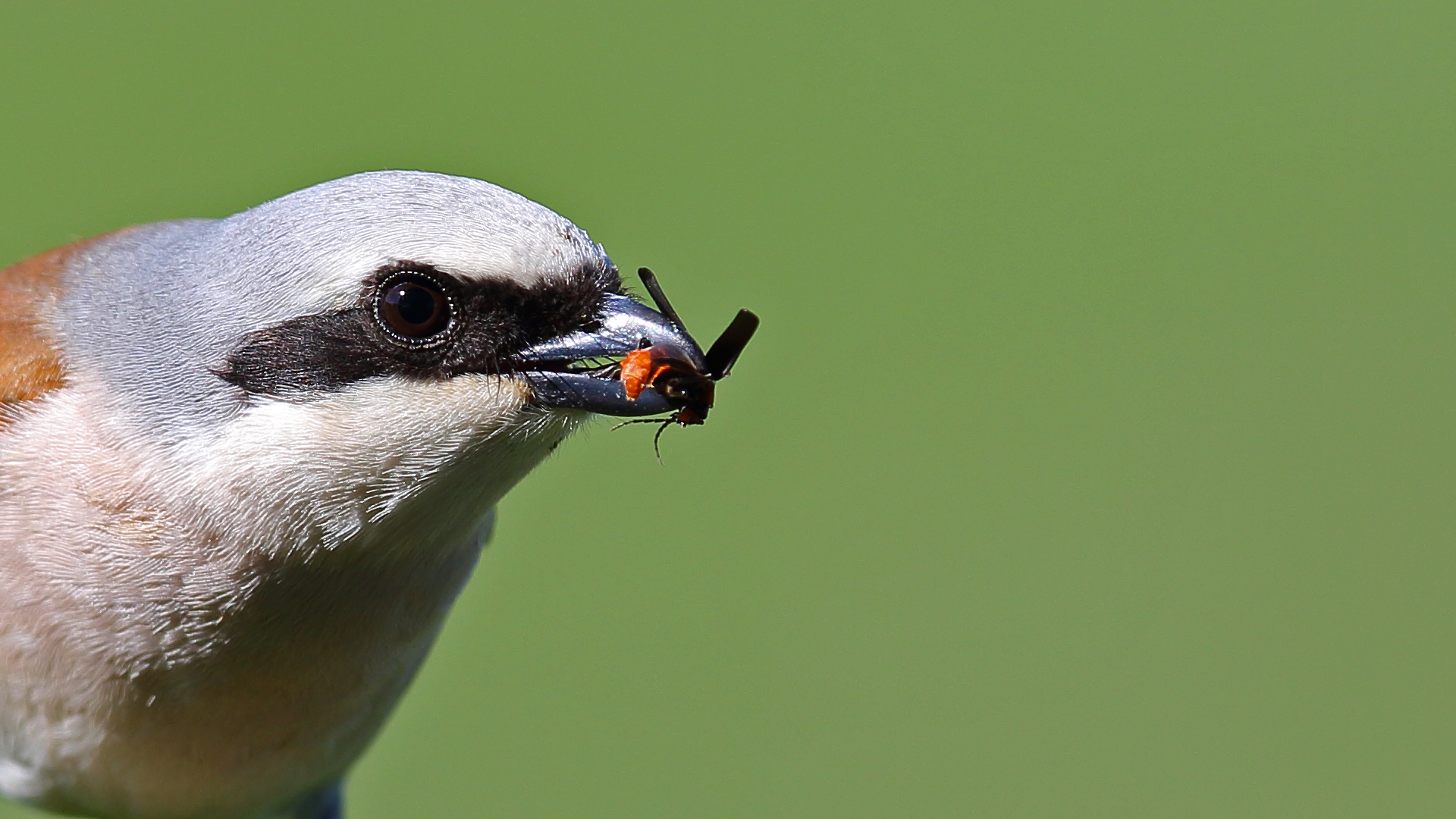 Kızılsırtlı örümcekkuşu