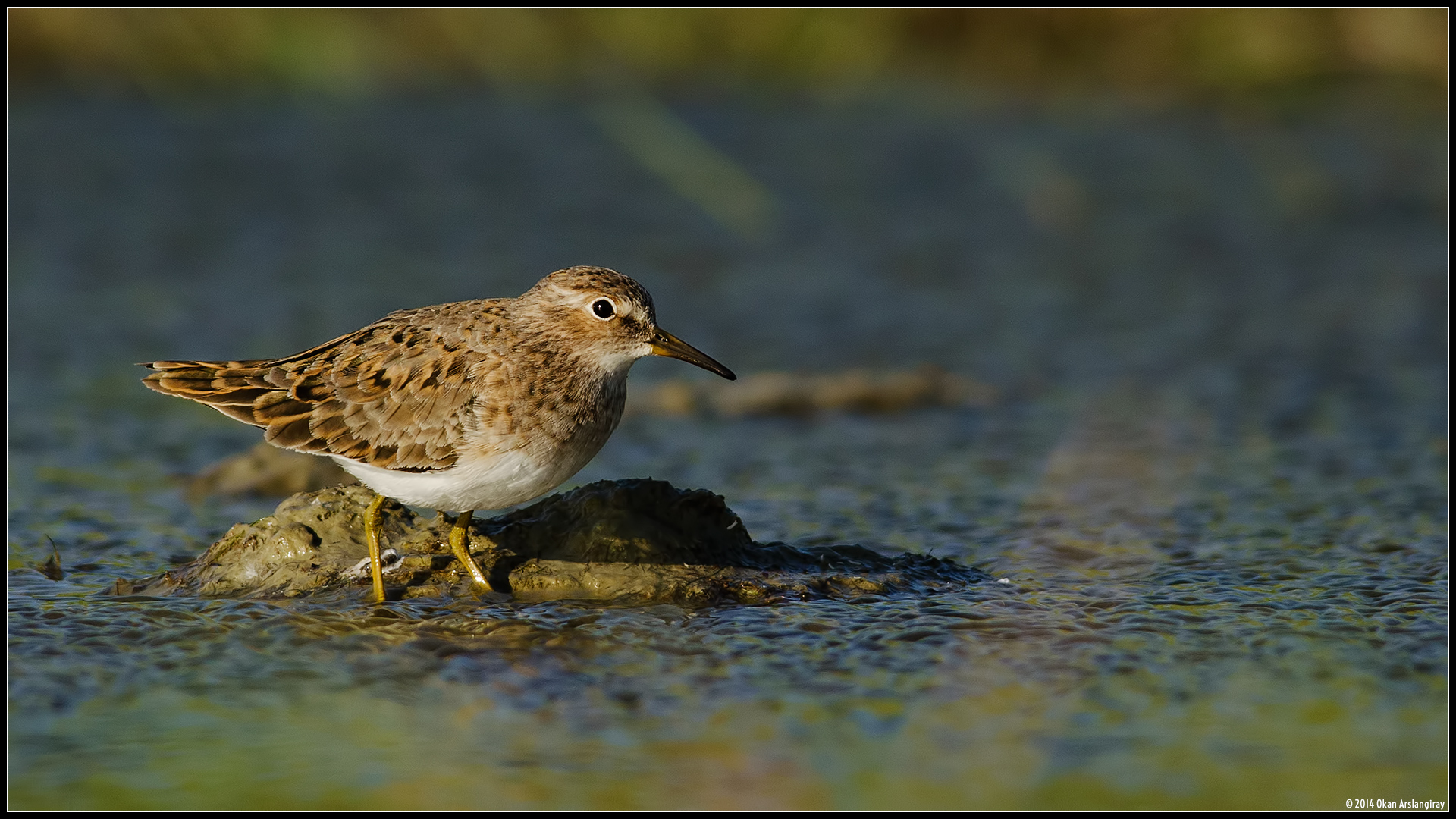 Sarıbacaklı kumkuşu