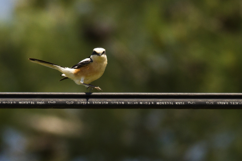 Maskeli örümcekkuşu