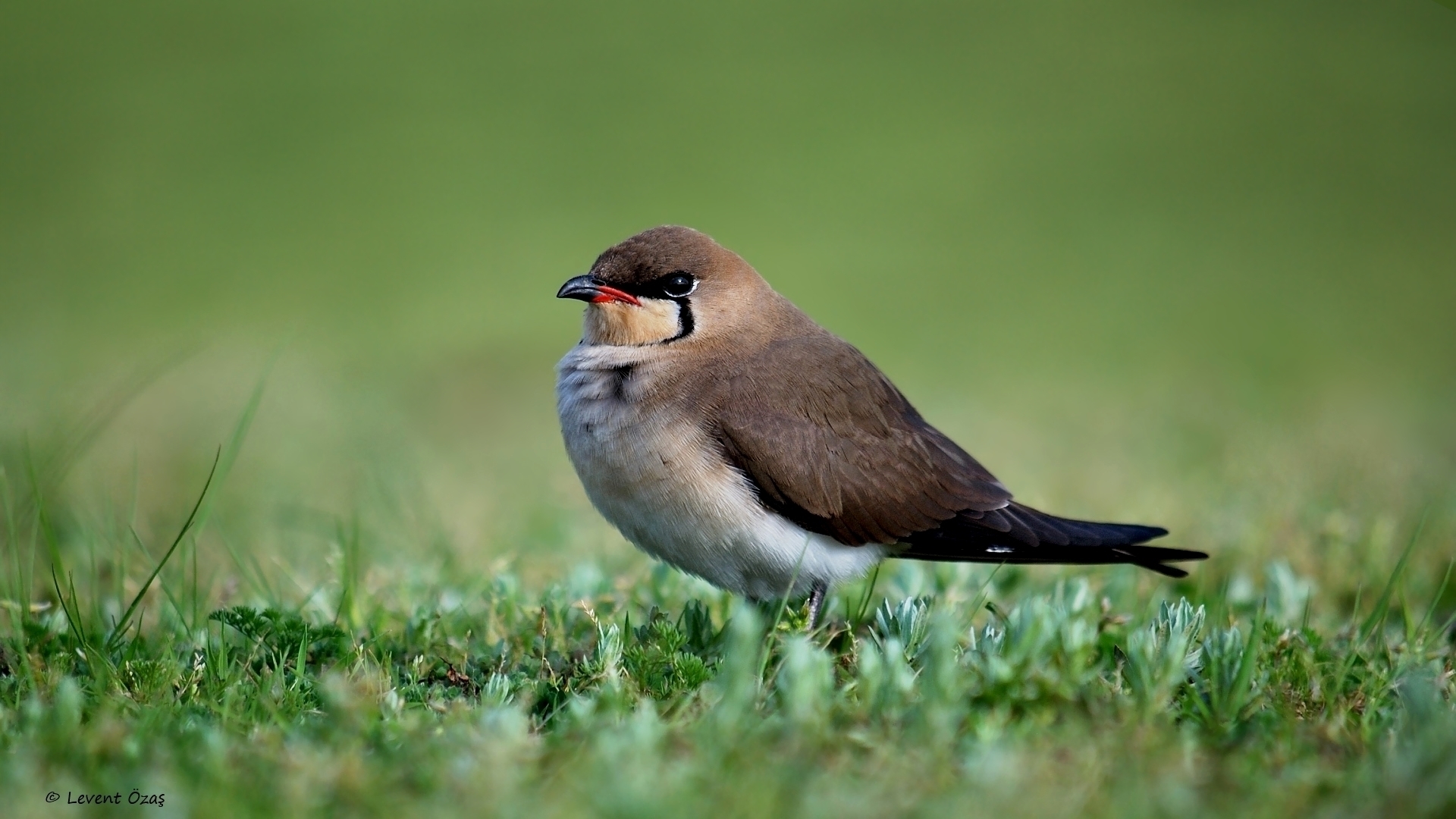 Bataklıkkırlangıcı