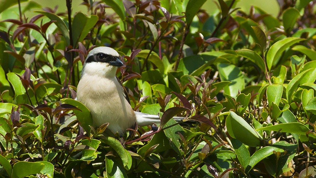 Kızılsırtlı örümcekkuşu