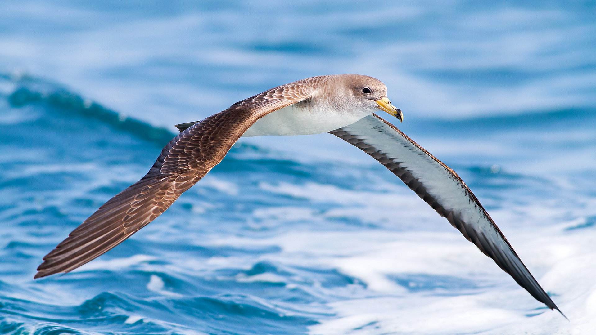 Boz yelkovan » Scopoli`s Shearwater » Calonectris diomedea 