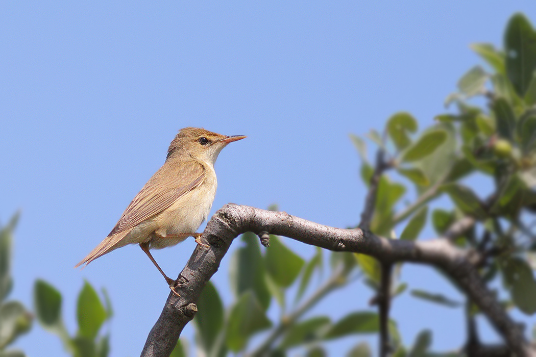 Çalı kamışçını