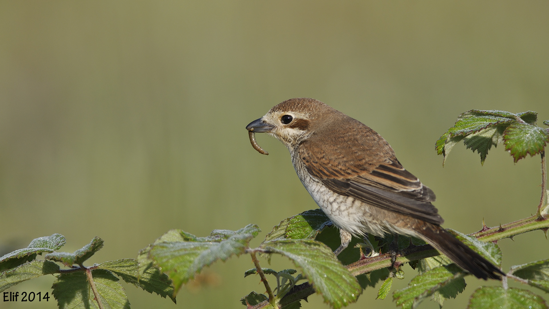 Kızılsırtlı örümcekkuşu