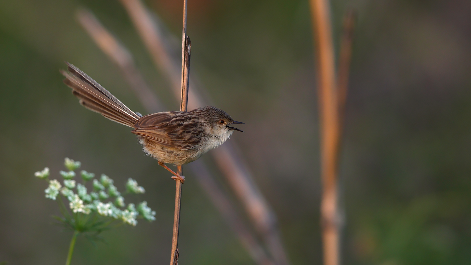 Dikkuyruklu ötleğen