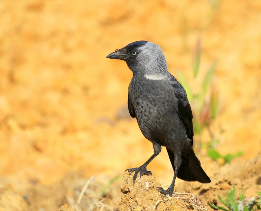 Küçük karga