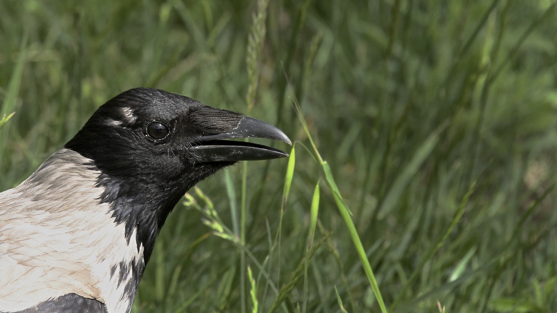 Leş kargası » Hooded Crow » Corvus cornix