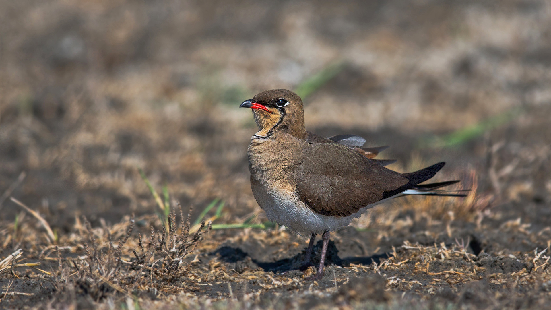 Bataklıkkırlangıcı » Collared Pratincole » Glareola pratincola