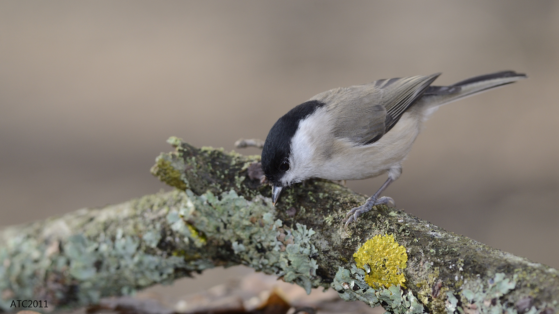 Kayın baştankarası » Marsh Tit » Poecile palustris