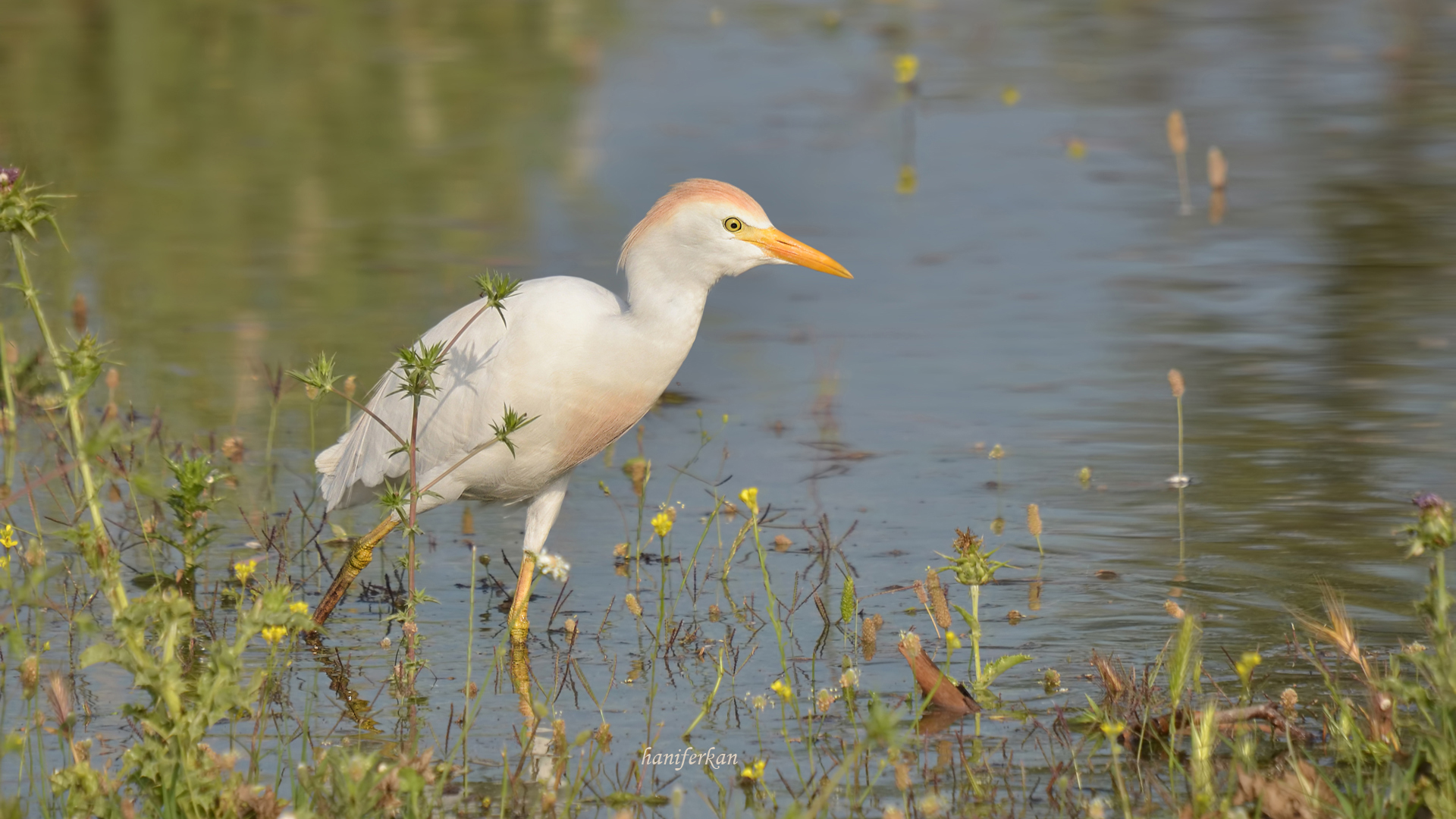 Sığır balıkçılı